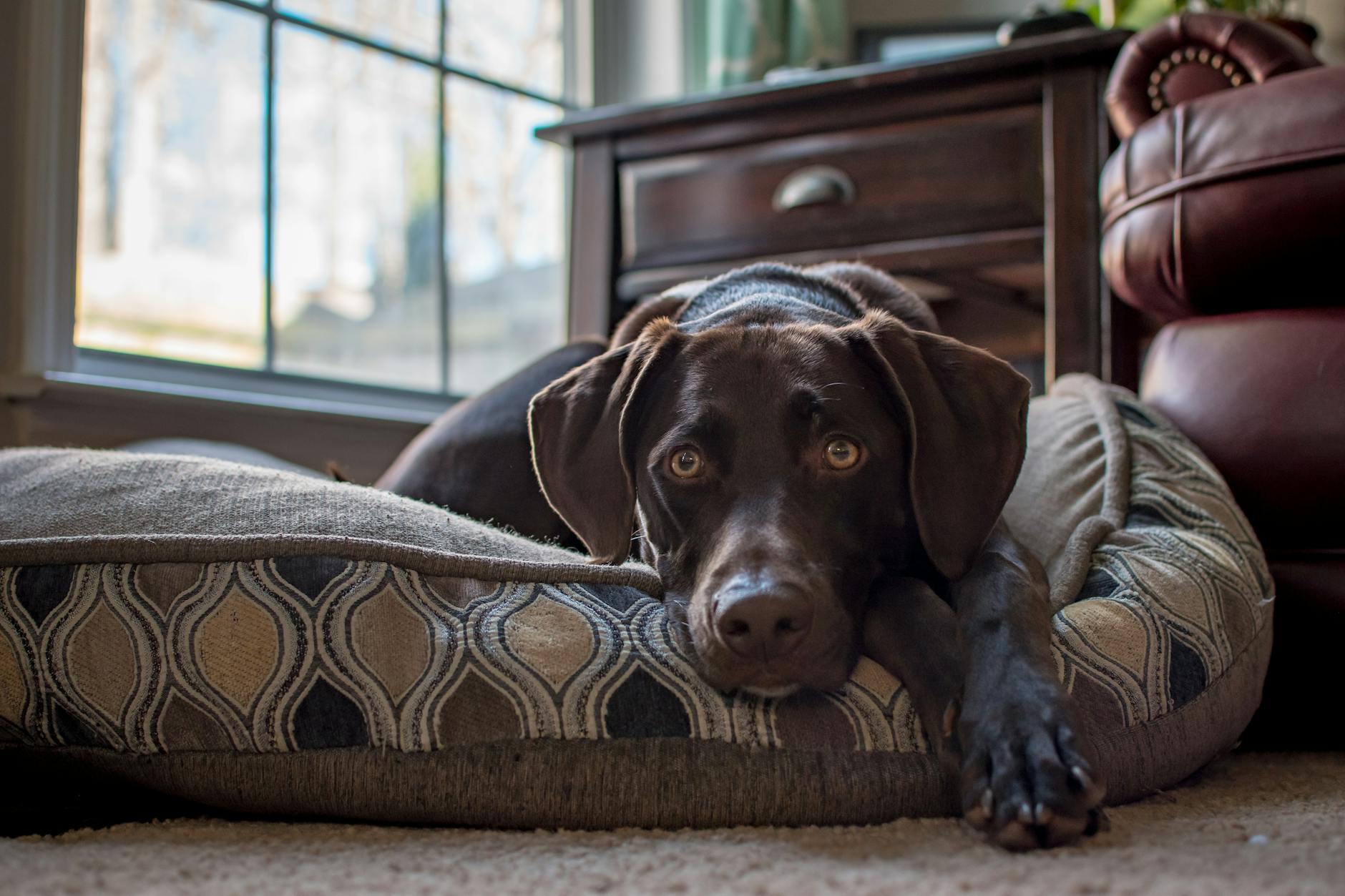 black dog lying on a cushion on a floor