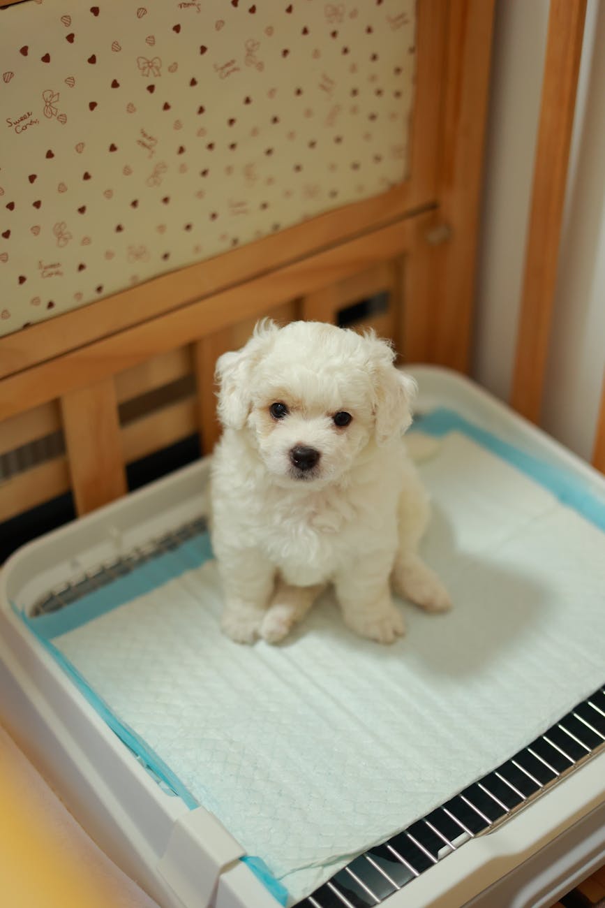 adorable bichon frise puppy on training pad