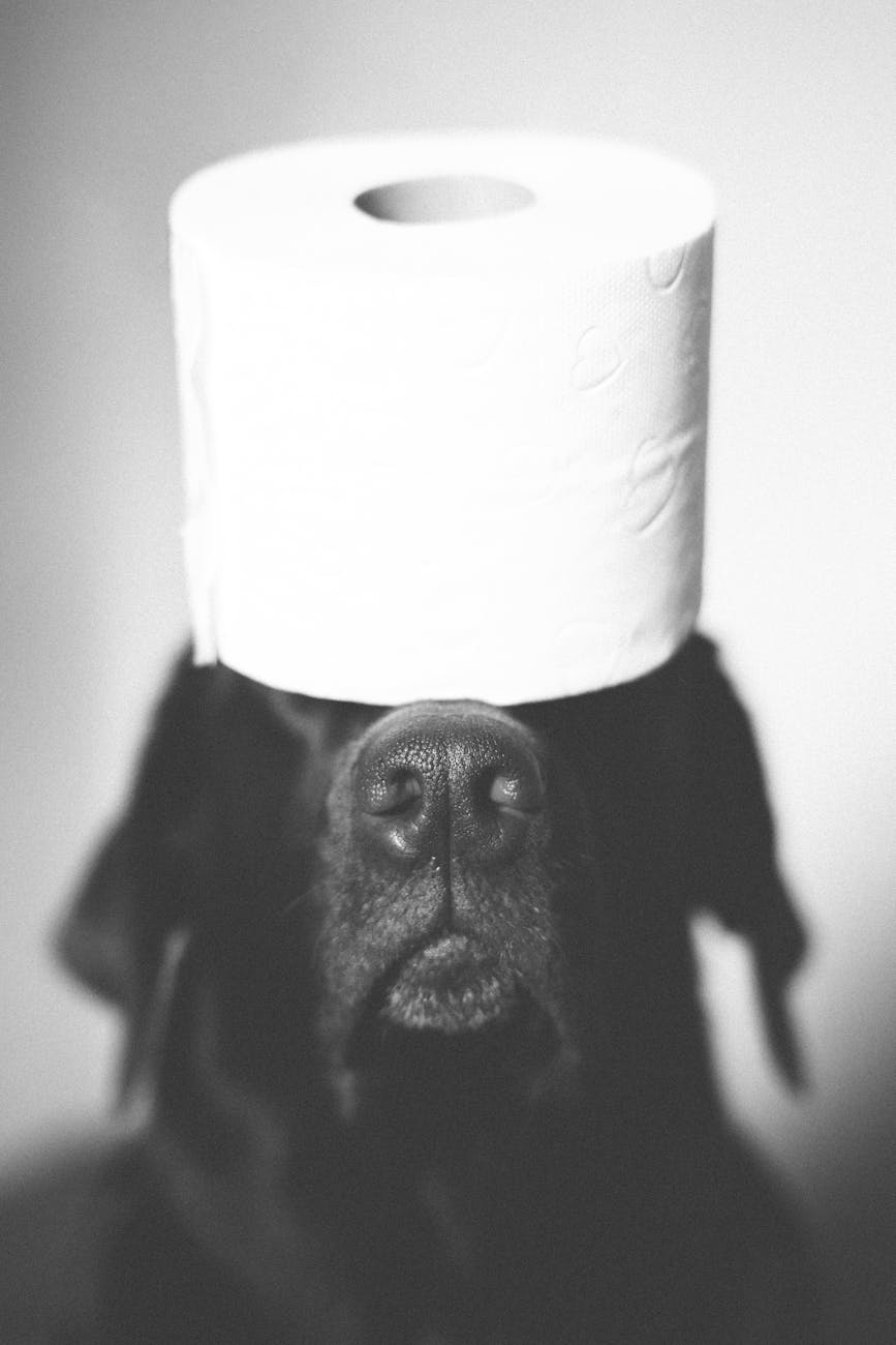 black labrador with toilet paper hat in black and white