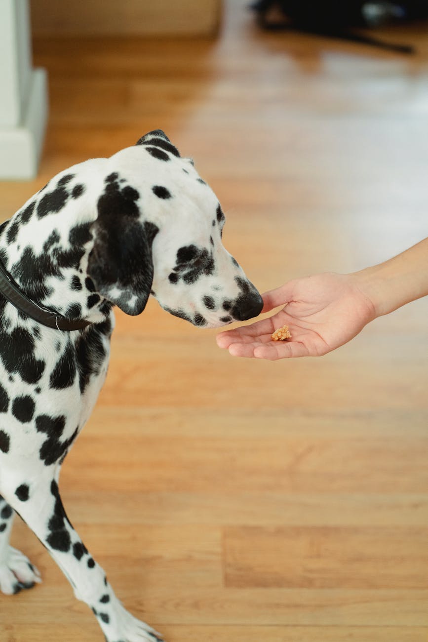a dog smelling a treat on a hand